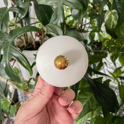 PIŻMO, OUD I YLANG YLANG - ŚWIECA SOJOWA